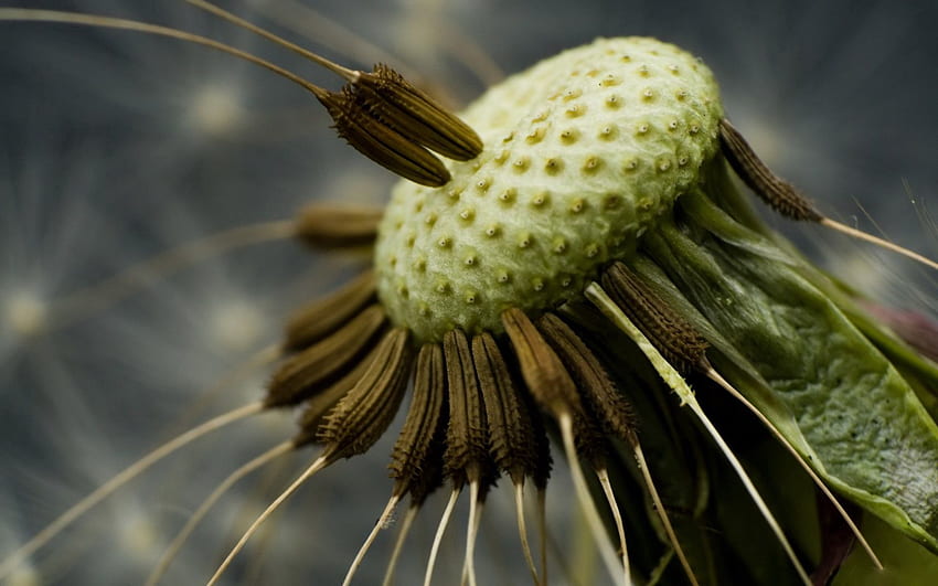 Makro, Nahaufnahme, Löwenzahn, Samen, Samen, Herumfliegen HD-Hintergrundbild