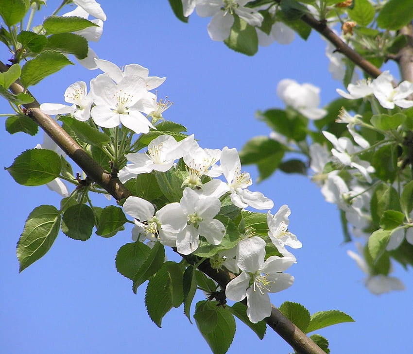 Fiori, cielo, rami, fioritura, fioritura, primavera, albero di mele Sfondo HD