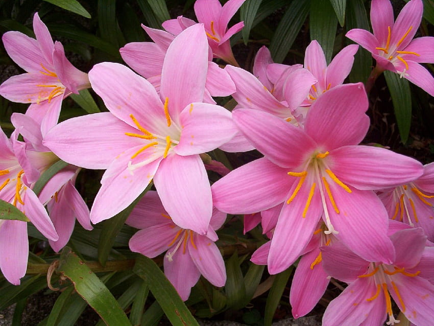 ลิลลี่สีชมพู สีชมพู อีสเตอร์ ดอกไม้ ฤดูใบไม้ผลิ ดอกลิลลี่ วอลล์เปเปอร์ HD
