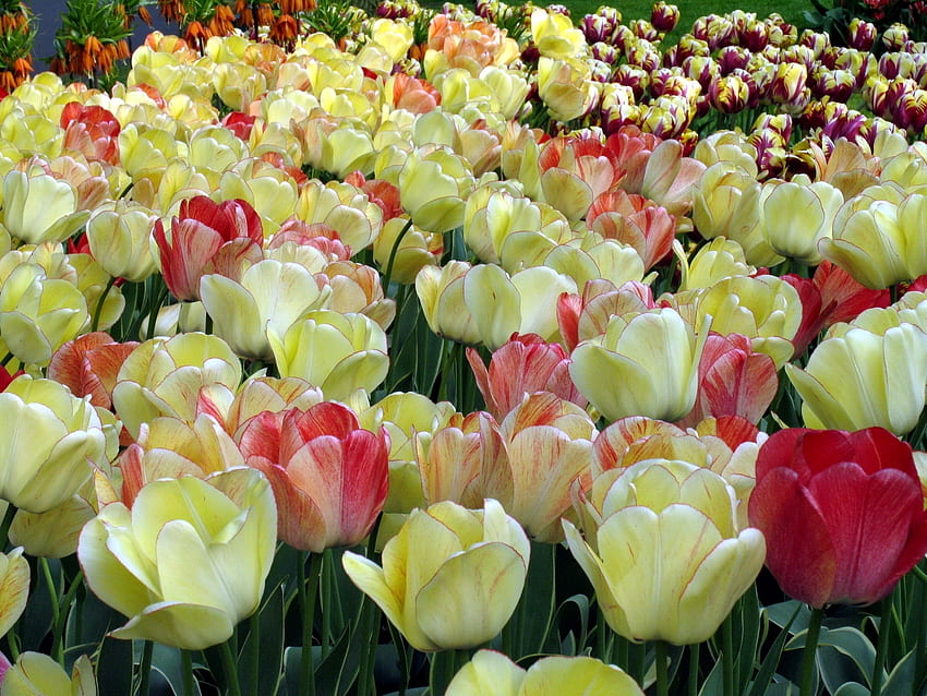 Musim Semi, Bunga, Tulip, Close-Up, Dibubarkan, Longgar, Berbintik-bintik, Beraneka Ragam Wallpaper HD