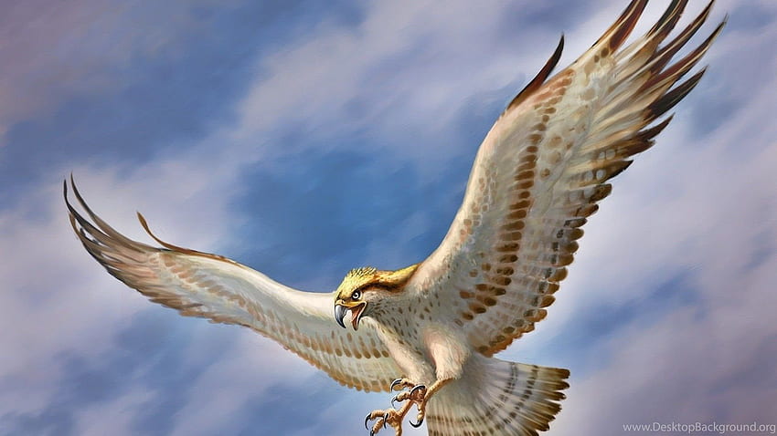 Flying Eagle , Flying Eagle , New Background, Eagle Flying HD wallpaper
