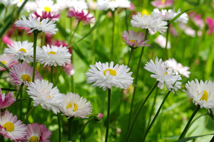 ทุ่งหญ้า, โคลเวอร์สีขาว, ดอกไม้, พืช วอลล์เปเปอร์ HD