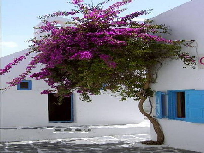 ซานโตรินี สีม่วง เกาะ ต้นไม้ ดอกไม้ วอลล์เปเปอร์ HD