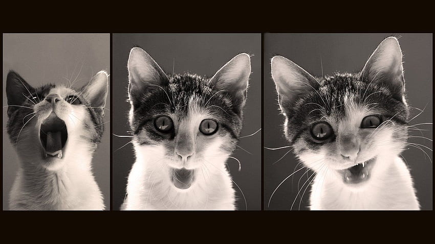 Cat meme quote funny humor grumpy (104) . . 355187. UP, Cat Face HD wallpaper