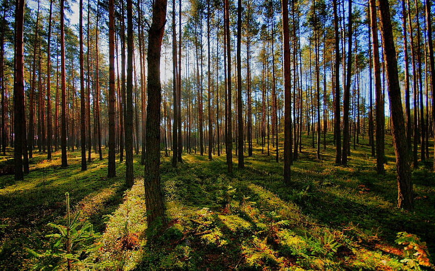 Natur, Bäume, Glanz, Licht, Wald, Schatten HD-Hintergrundbild