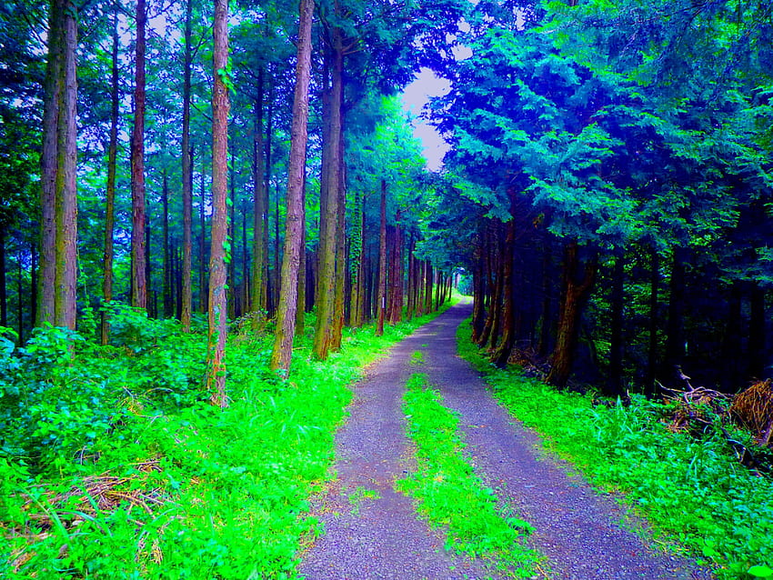 FOREST PATH, 안개, 자연, 숲, 길 HD 월페이퍼