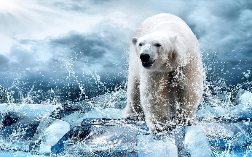 Hunter Ice White Polar Bear In Drops Of Water Animal HD wallpaper