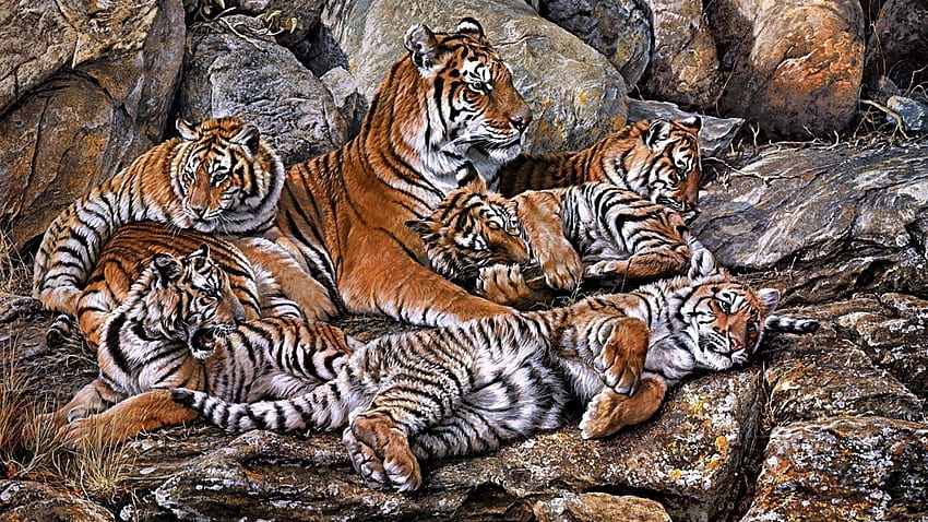 Animales, tigres, depredadores, jóvenes, r, cachorros fondo de pantalla