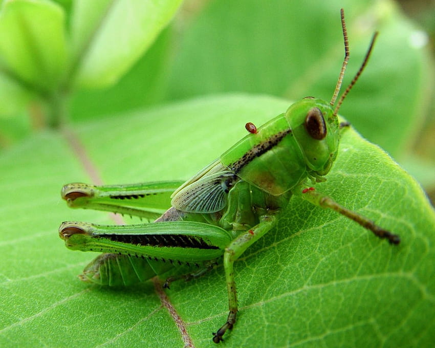 green-bug-bugs-hd-wallpaper-pxfuel