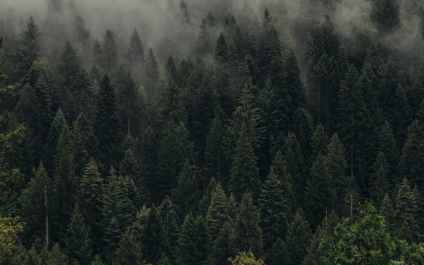 arbres, vert, brouillard, forêt, linceul, vue de dessus écran large 16:10 arrière-plan, 2560 X 1600 Forêt Fond d'écran HD