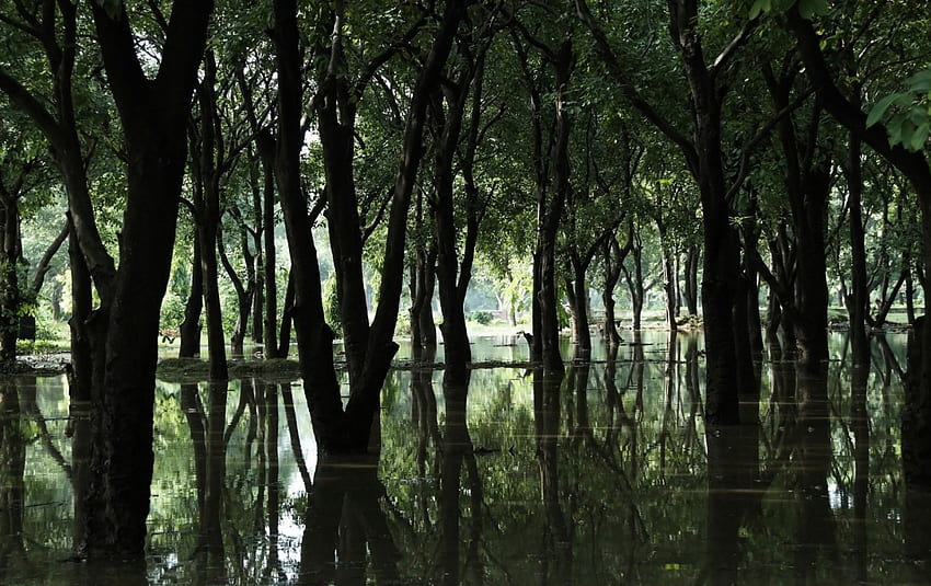 ในป่าที่เต็มไปด้วยน้ำ กลางวัน พลบค่ำ ใบไม้ สะท้อน แสง แขนขา ธรรมชาติ dem น้ำ ลำต้น ป่า วอลล์เปเปอร์ HD