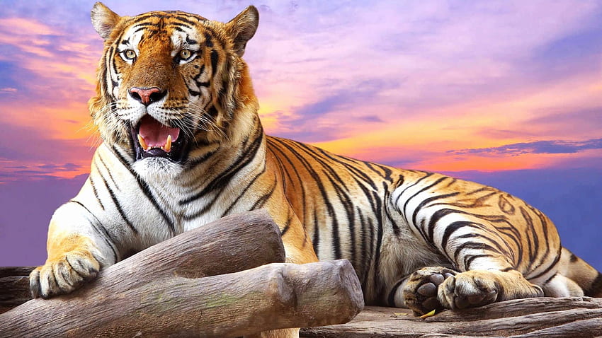 506192 high resolution wallpapers widescreen tiger, 2048x1372 (474 kB) -  Rare Gallery HD Wallpapers