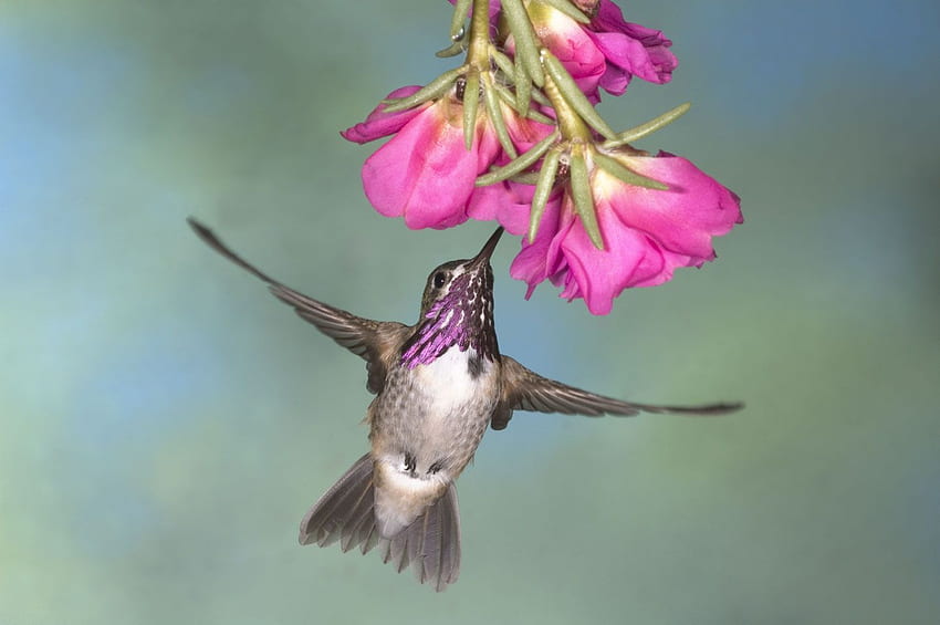 Bee Hummingbird and flower and . All Bee, Trochilidae HD wallpaper