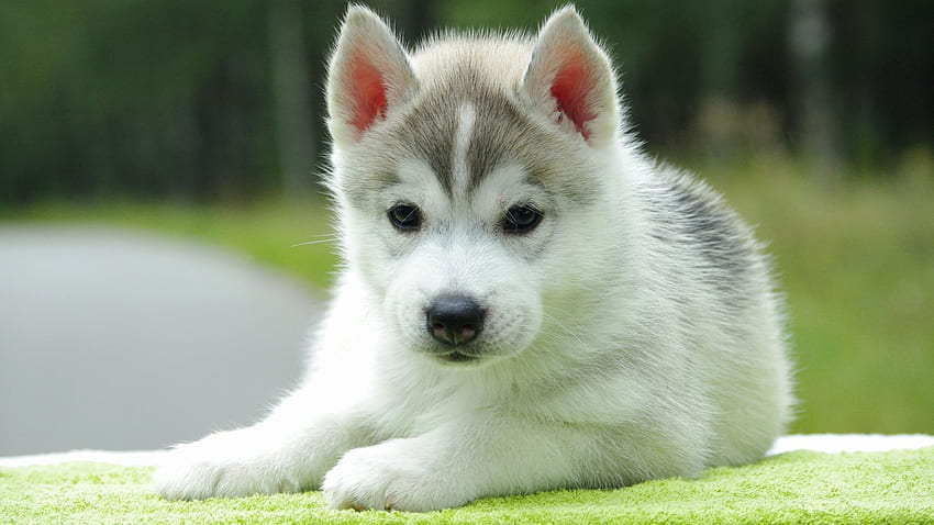 Към Cute Puppy For Mobile Background - Cute Of Dogs - - , Готини кучета и кученца HD тапет