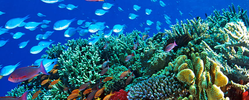 Great Barrier Reef , Barrier , สวย , Great , Natural , Reef , , โลก , Cool Coral Reef วอลล์เปเปอร์ HD