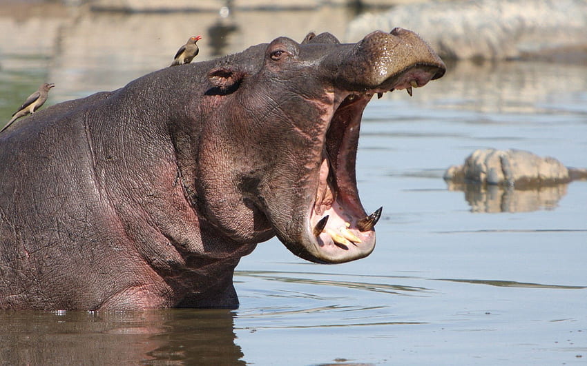 Animals, Water, To Fall, Mouth, Anger, Hippopotamus HD wallpaper