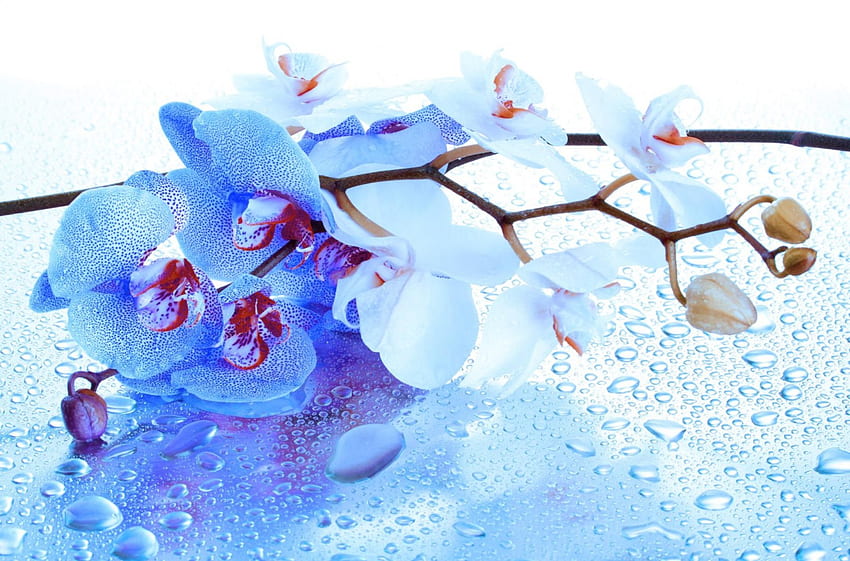 Orchids background, blue, still lfe, drops, beautiful, nice, background, leaves, zen, wet, pretty, petals, flowers, spa, water, lovely, orchids HD wallpaper