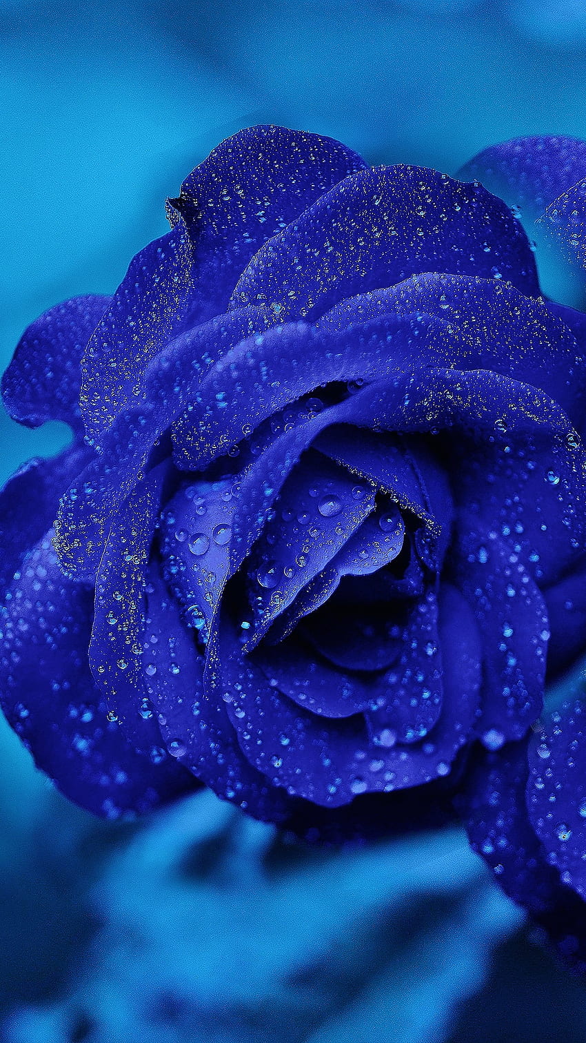 Drops on blue rose HD wallpapers | Pxfuel