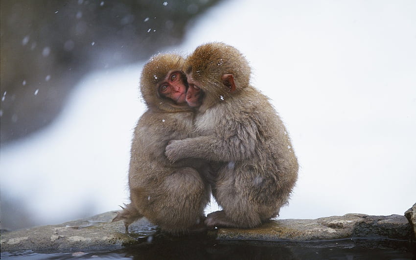 Monkeys in love, animal, monkey, primate, love HD wallpaper