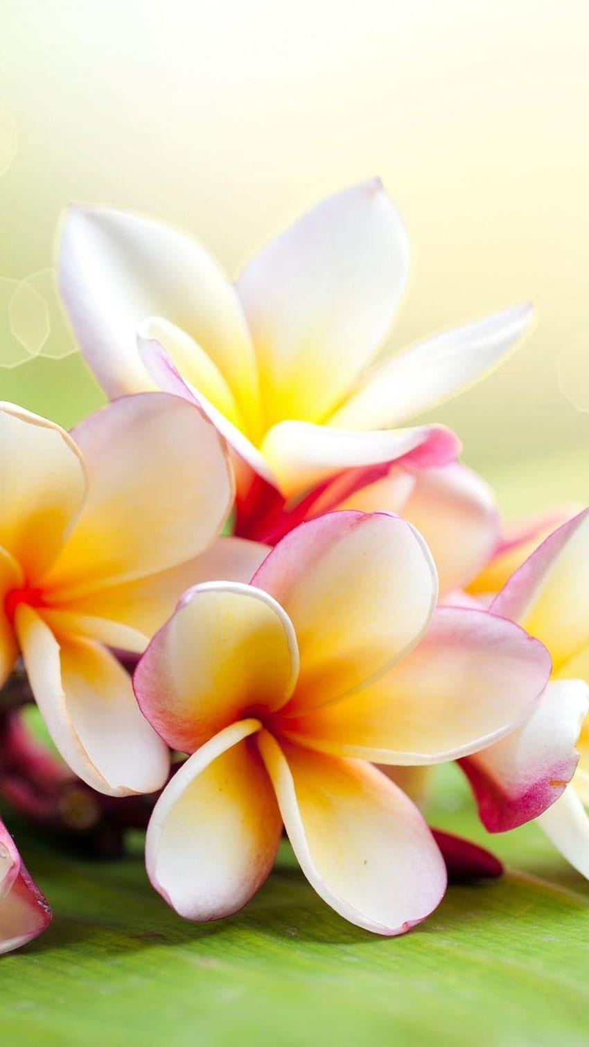 5351 Hawaiian Flowers Stock Photos HighRes Pictures and Images  Getty  Images