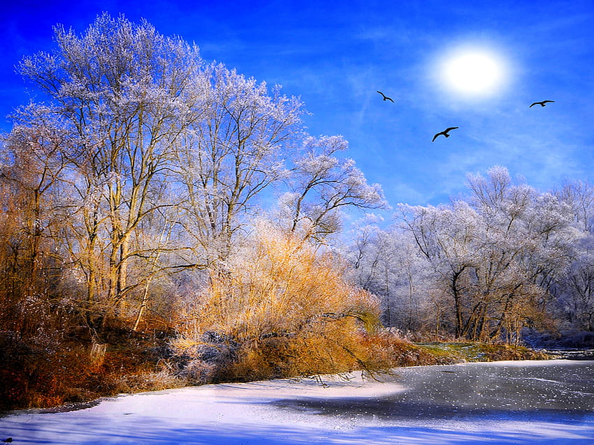 WINTER SCHNEEWALD, Winter, Vögel, Schnee, Schie, Wasser, Sonne, Wald, Eis HD-Hintergrundbild