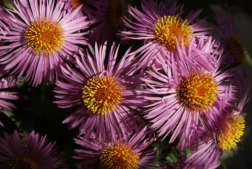 Flowers, Petals, Close-Up, Pollen HD wallpaper