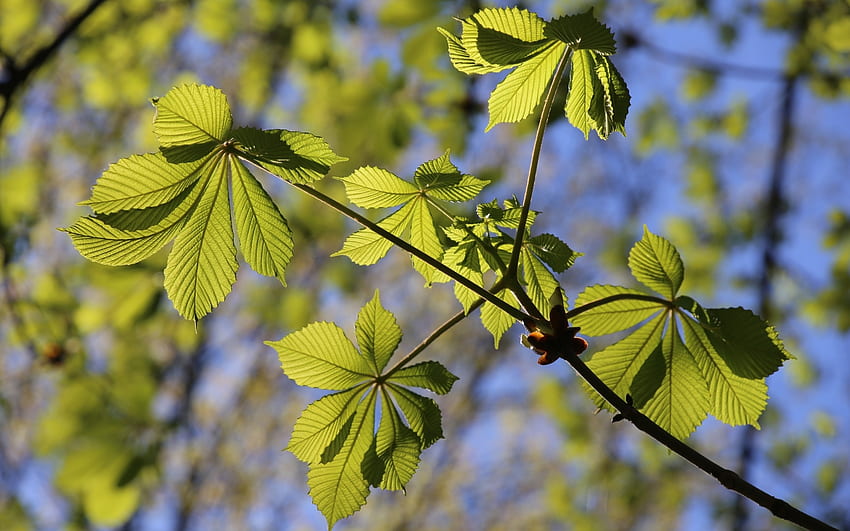 Kastanienblätter, Blätter, Natur, Kastanie, Baum HD-Hintergrundbild