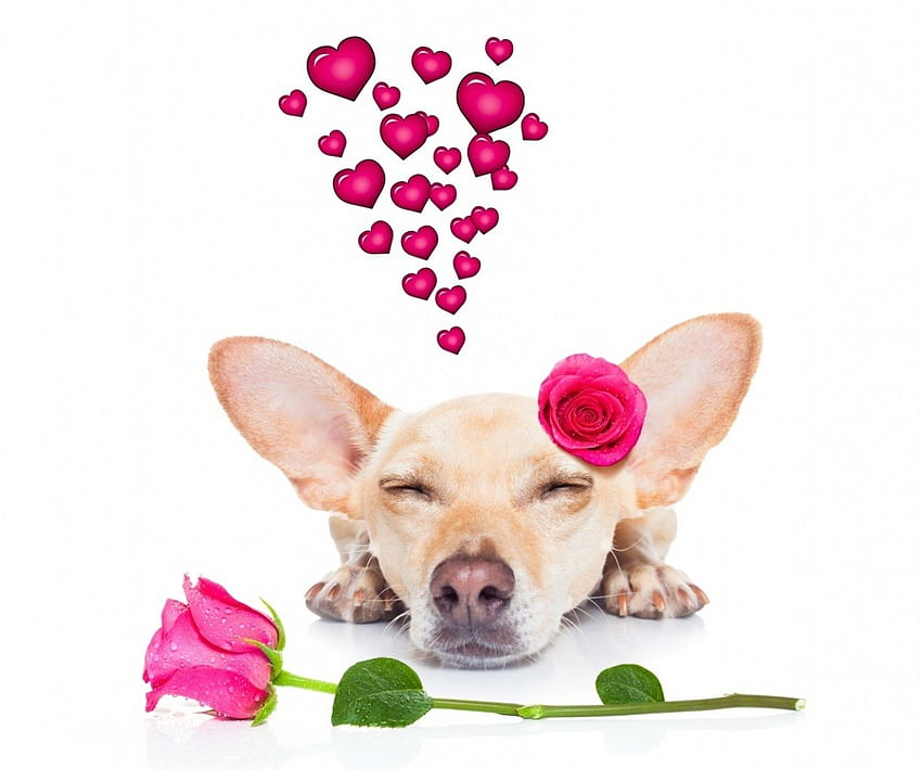 バレンタインデー、動物、犬、愛、バレンタイン、ハート、花 高画質の壁紙