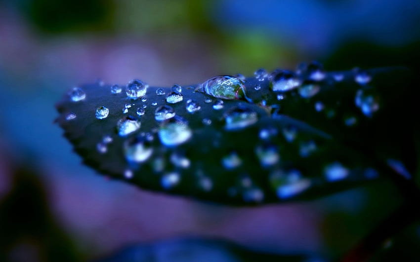 보라색 식물 빗방울 그라피 - 비, 미적 그래피티 HD 월페이퍼
