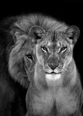 Lion And Lioness Wallpaper Free HD Backgrounds Images Pictures  Lion images  Lion and lioness Animals wild