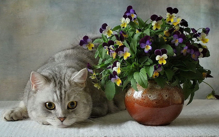 Animals, Cats, Flowers, Pansies, Bouquet, Vase, British, Ceramics HD wallpaper