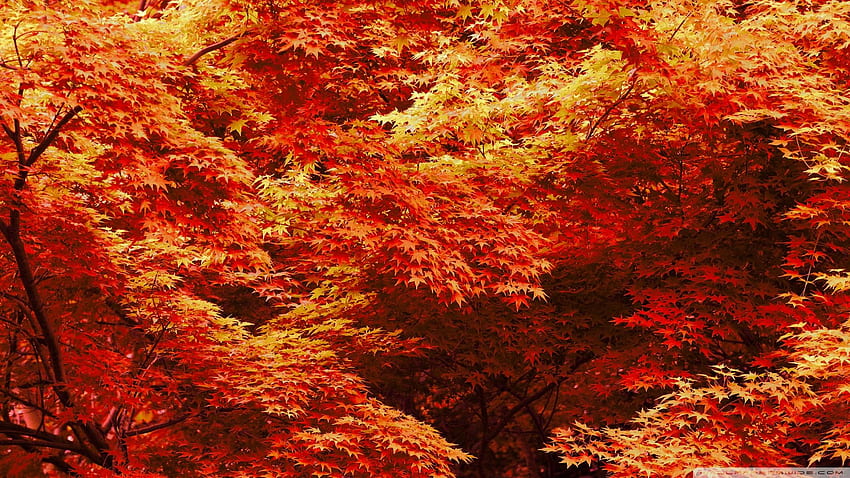 Japanese Maple Trees Autumn HD wallpaper | Pxfuel