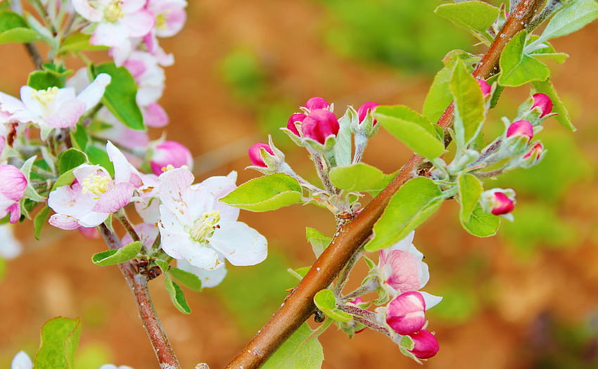 Цветя, макро, цъфтеж, цъфтеж, клон, пролет, ябълково дърво HD тапет