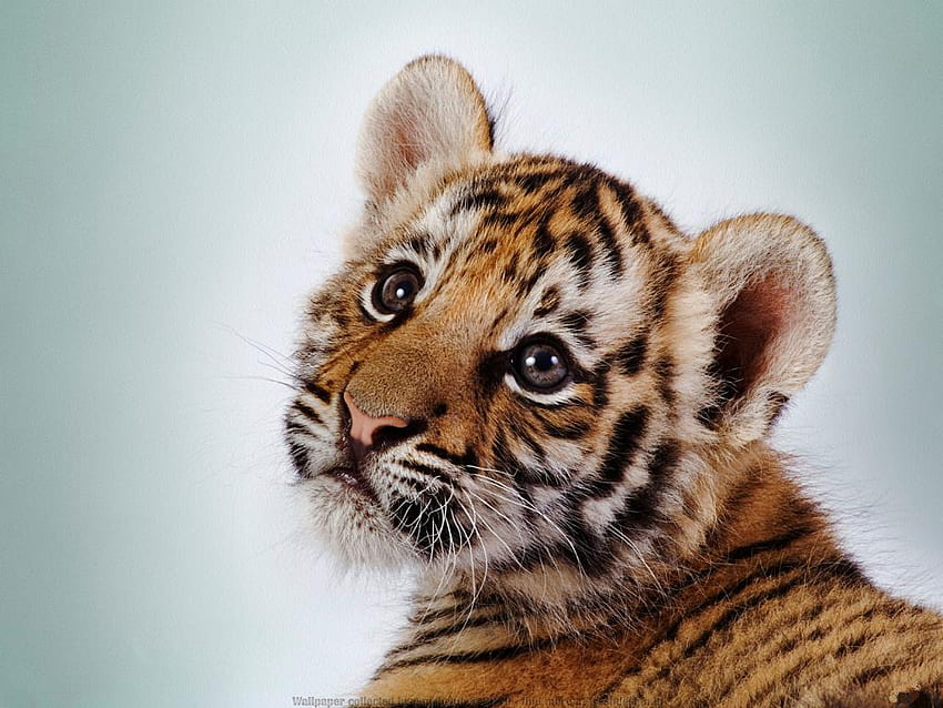 cute tiger cub, tiger, animals, eyes, cute, beauty HD wallpaper