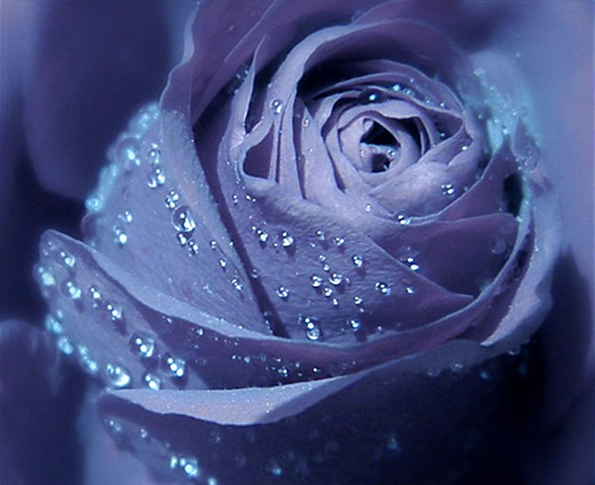 Rose Flower Full Screen . HD wallpaper | Pxfuel