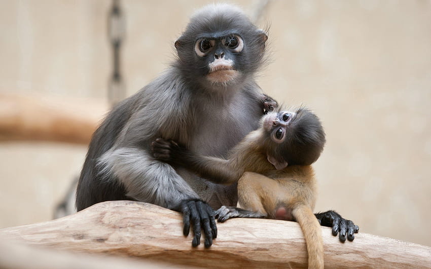 Animals, Young, Couple, Pair, Monkey, Care, Joey HD wallpaper