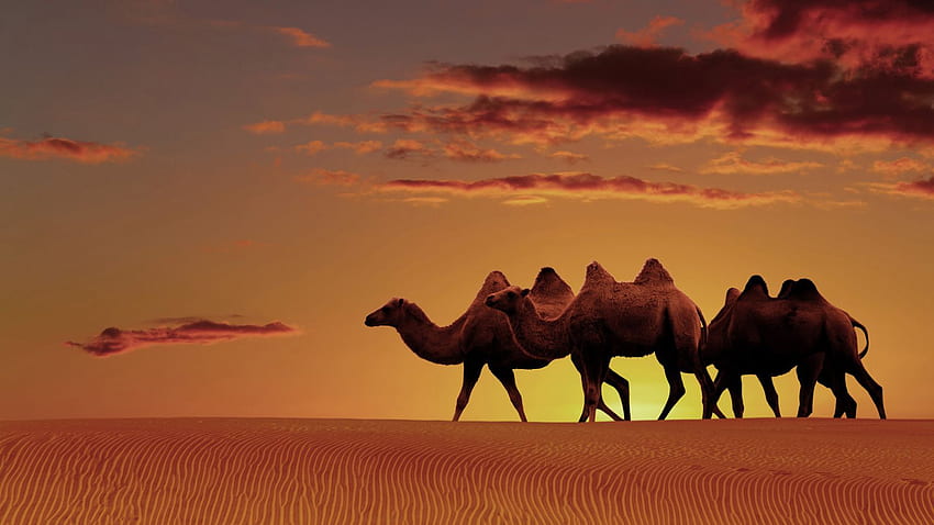 Arabian Desert Oasis Sunset - & พื้นหลัง, ทะเลทรายดูไบ วอลล์เปเปอร์ HD