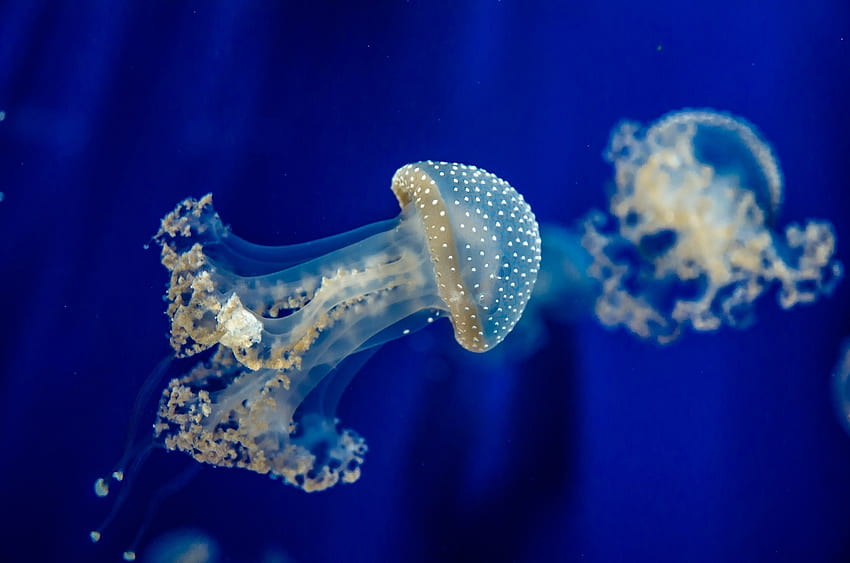 Sea, Jellyfish, , , Underwater World HD wallpaper