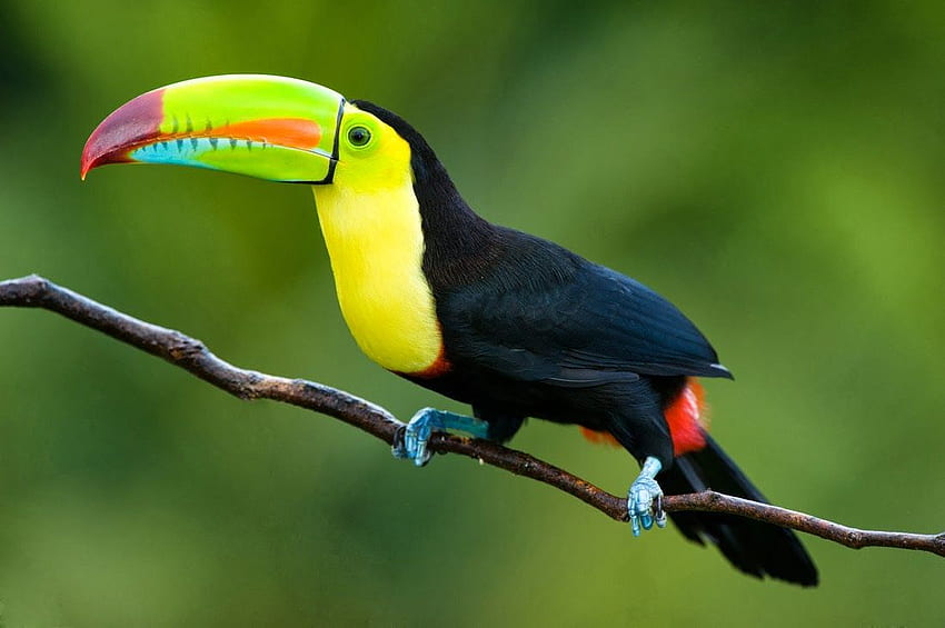 Animals World: of animal toucan bird tattoos poster, Toco Toucan HD wallpaper