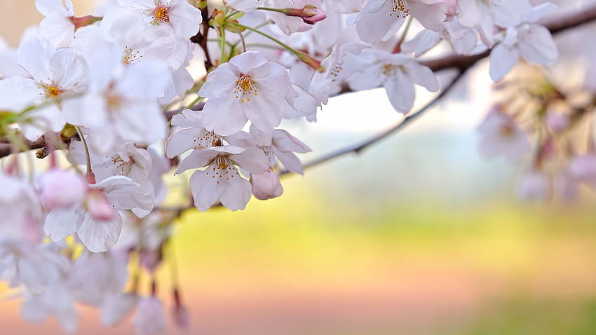 Bunga Musim Semi. warnerboutique. Bunga musim semi, Musim semi, Bunga sakura, DC Musim semi Wallpaper HD