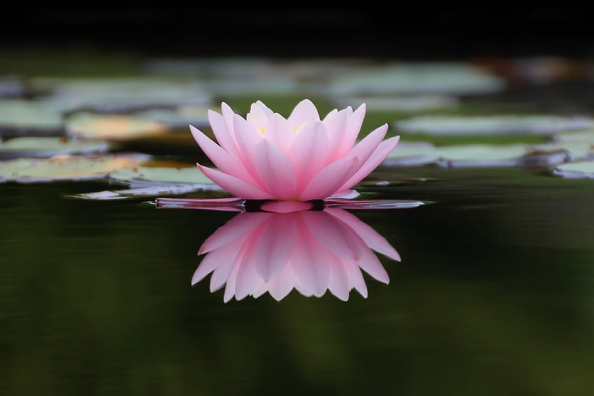 Lago, flor, nenúfar rosa, reflejos. fondo de pantalla
