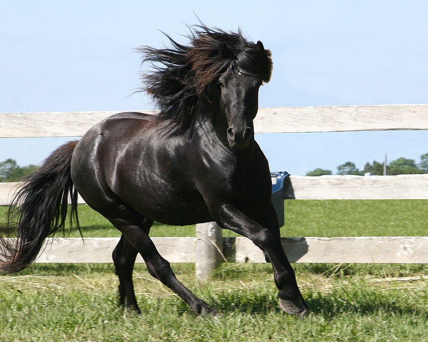 fun in the sun, horses, horse, i love horses HD wallpaper