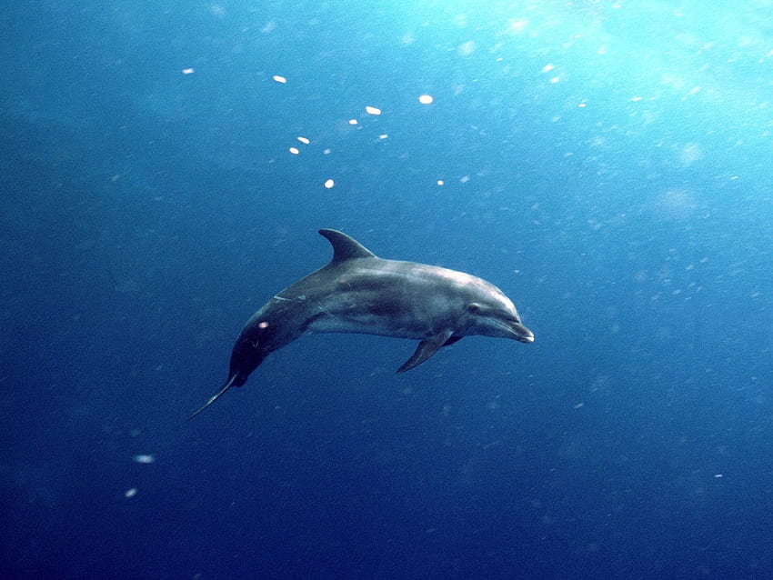 Zwierzęta, delfiny, morze, ryby Tapeta HD