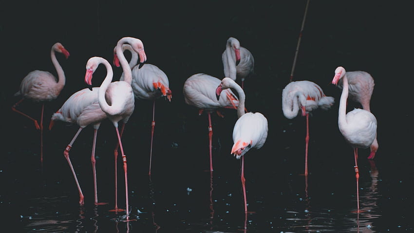 flamingo, birds, reflections, pond, , , background, 0168d2, Pink Flamingo Laptop HD wallpaper
