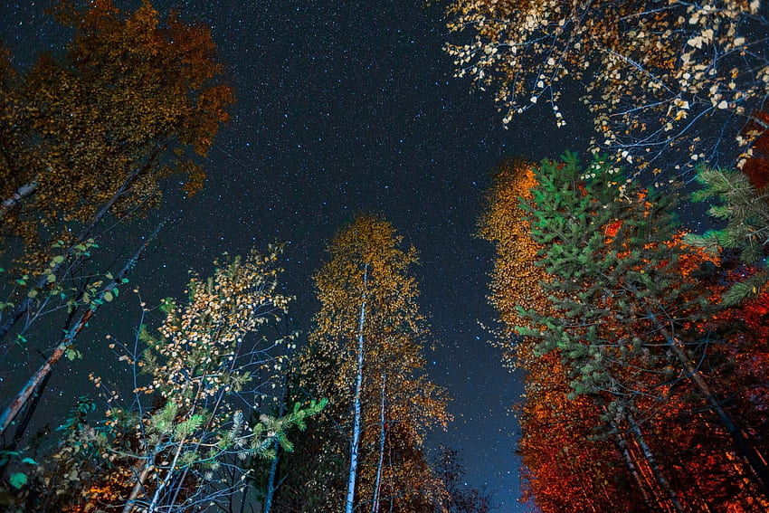 Autumn Lights, leaves, trees, colors, sky, stars HD wallpaper