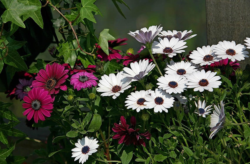 Blumen, Blumenbeet, Blumenbeet, Burgund, Dimorfoteka, Dimorphothek HD-Hintergrundbild