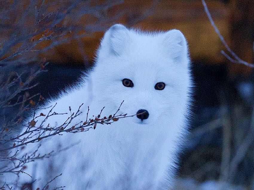 Arctic Fox, White Fox HD wallpaper