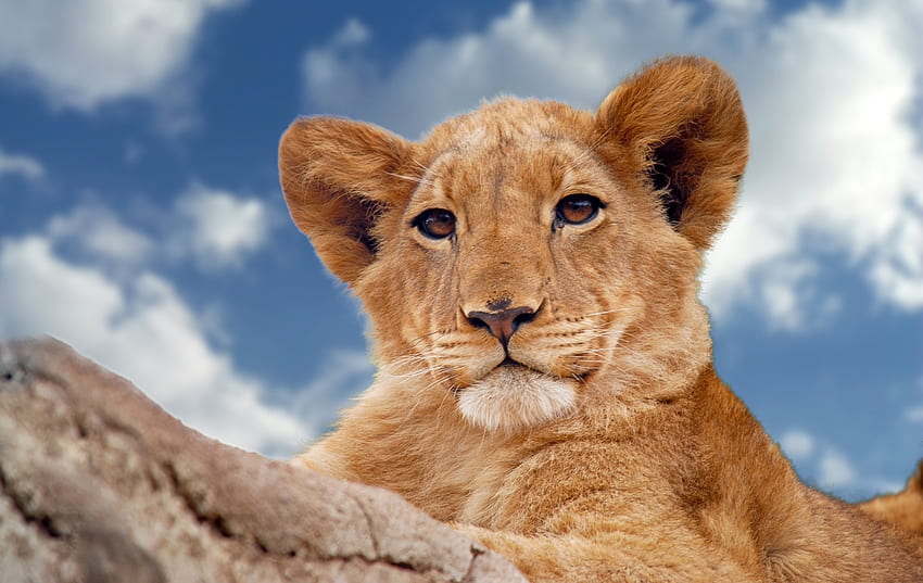 Lion, animal, fur, sky HD wallpaper