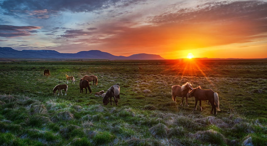 Zwierzęta, kraj, zachód słońca, konie, Islandia, źrebięta, źrebięta Tapeta HD