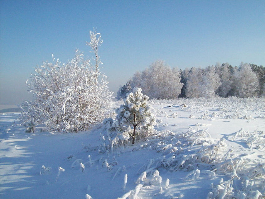 Natura, drzewa, śnieg, szron, mróz, zimno Tapeta HD